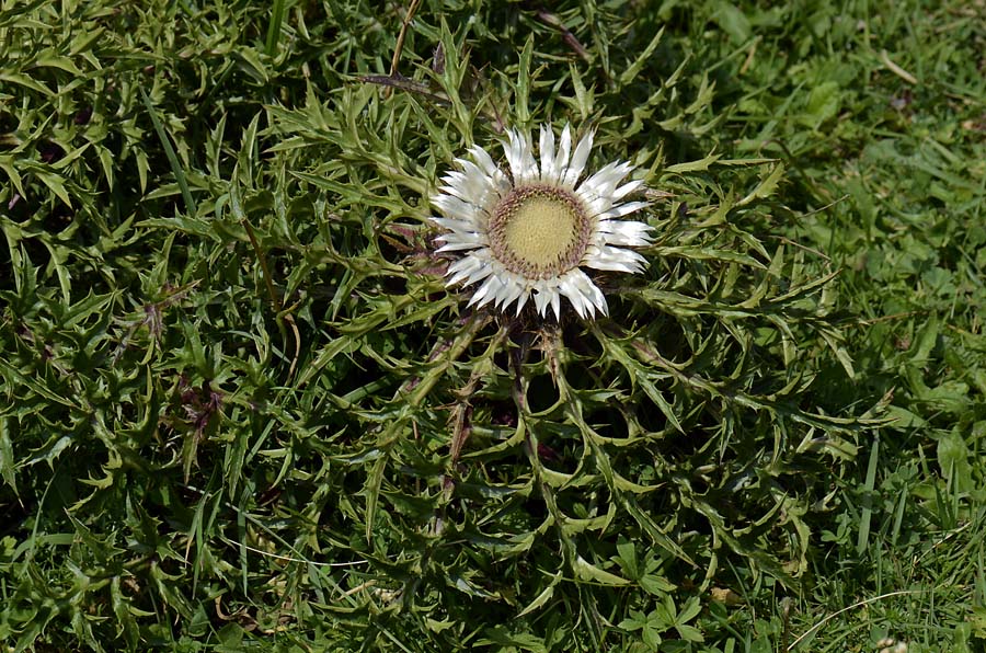 Carlina acaulis s.l. / Carlina bianca